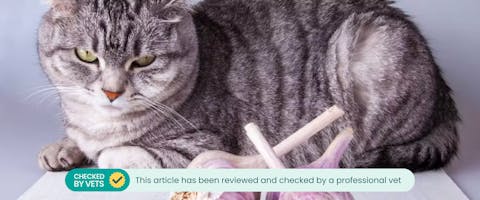 Can Cats Eat Garlic TrustedHousesitters